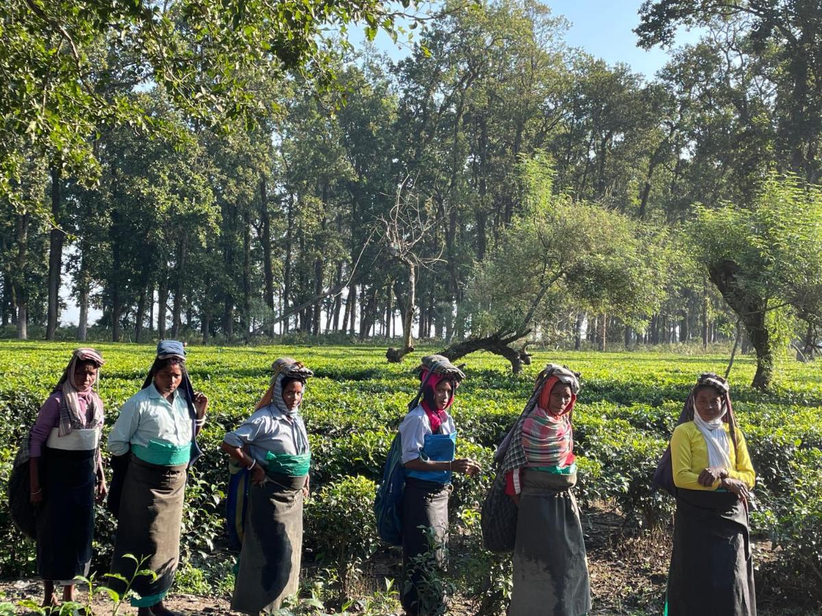 Tea Resort Saraswatipur Shaugaon エクステリア 写真